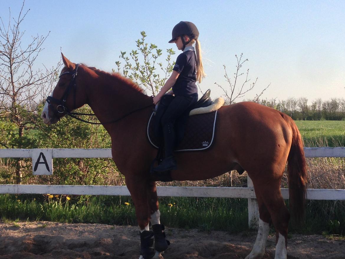 Dansk Varmblod Lindegaardens Zafir  billede 7