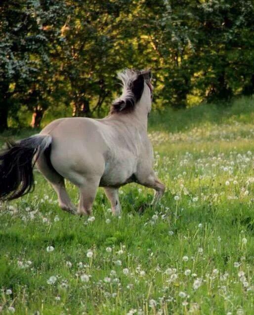 Fjordhest • Emma Godthaab  - Ems i galop på sommerfold <3 billede 15