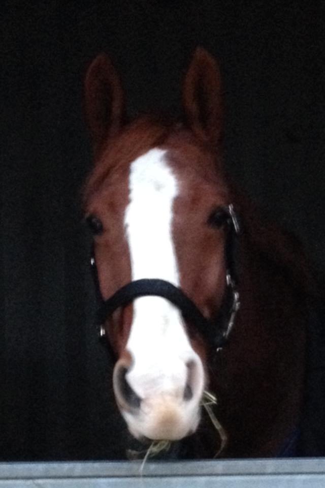 Dansk Varmblod Lindegaardens Zafir  billede 8