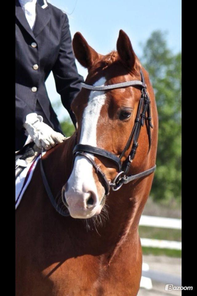 Dansk Varmblod Lindegaardens Zafir  billede 9