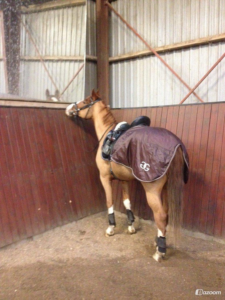 Dansk Varmblod Lindegaardens Zafir  billede 10