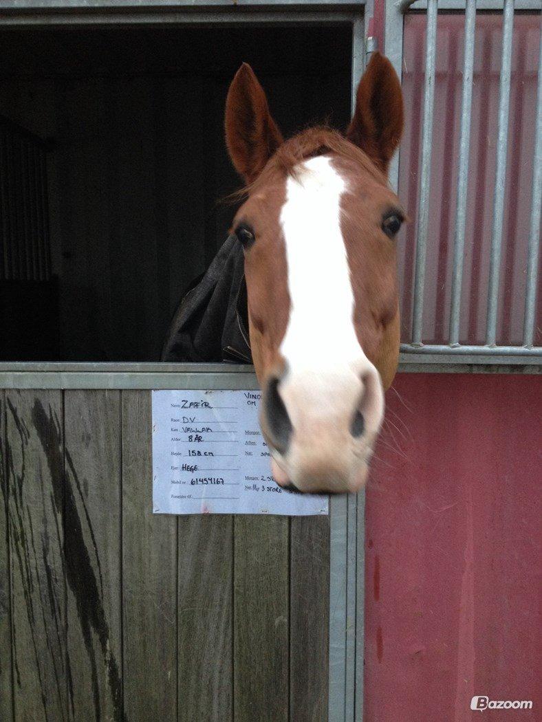 Dansk Varmblod Lindegaardens Zafir  billede 11