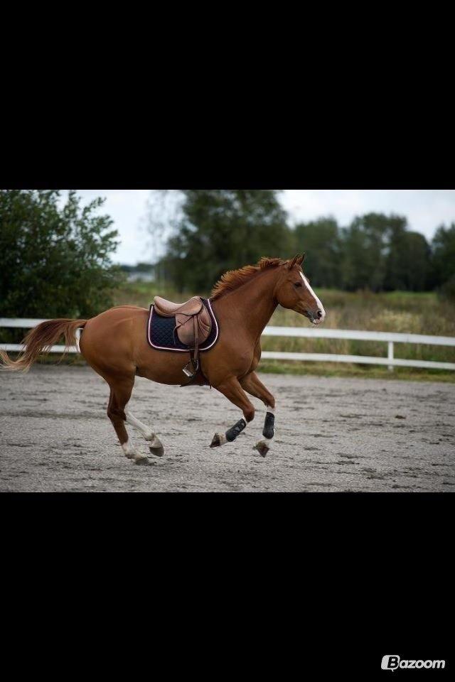 Dansk Varmblod Lindegaardens Zafir  billede 12