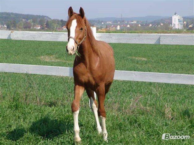 Dansk Varmblod Lindegaardens Zafir  billede 13