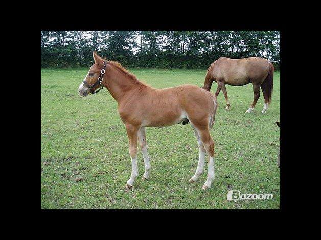 Dansk Varmblod Lindegaardens Zafir  billede 14
