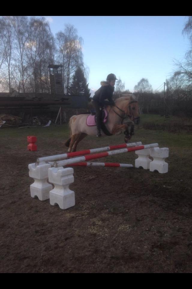 Anden særlig race Daisy (Østerlund's Rumkugle) billede 4