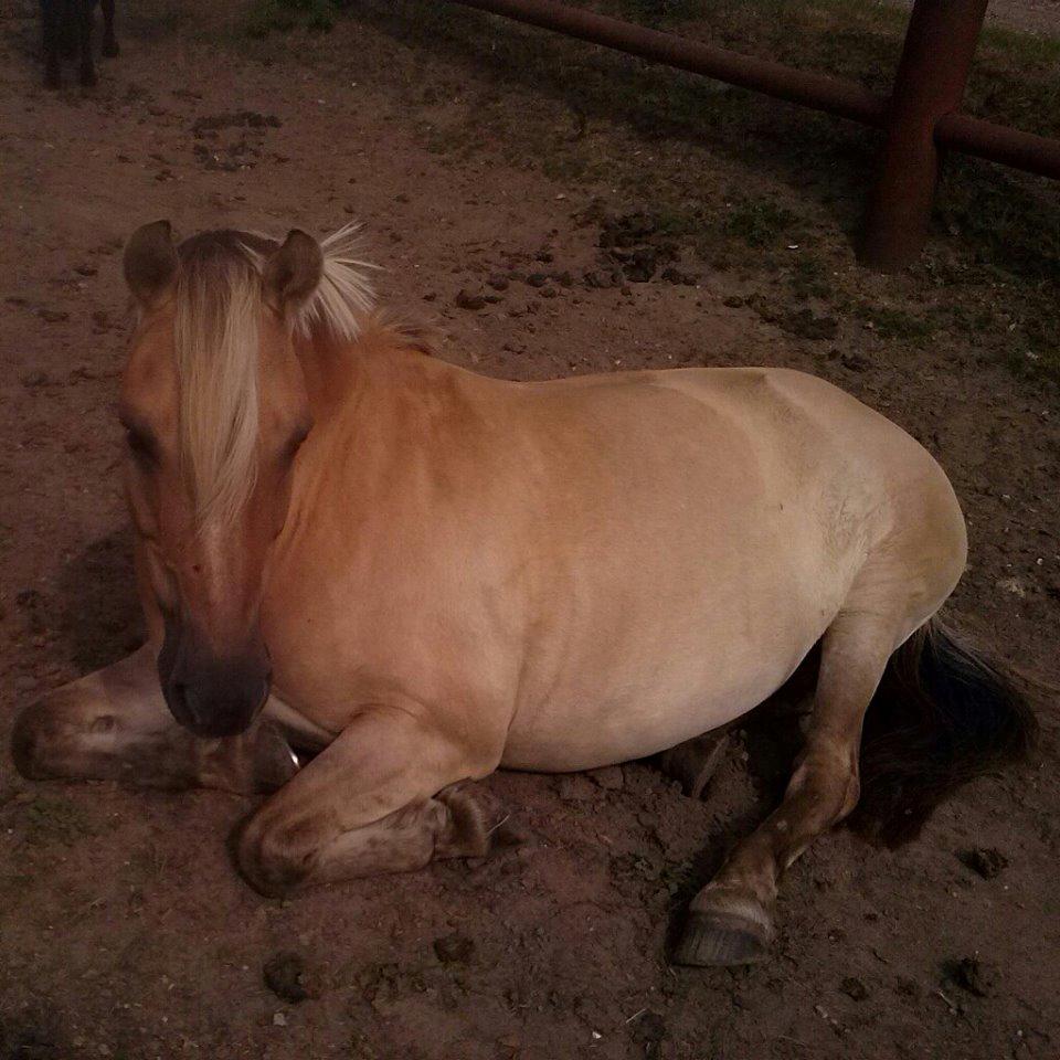 Anden særlig race Daisy (Østerlund's Rumkugle) billede 9