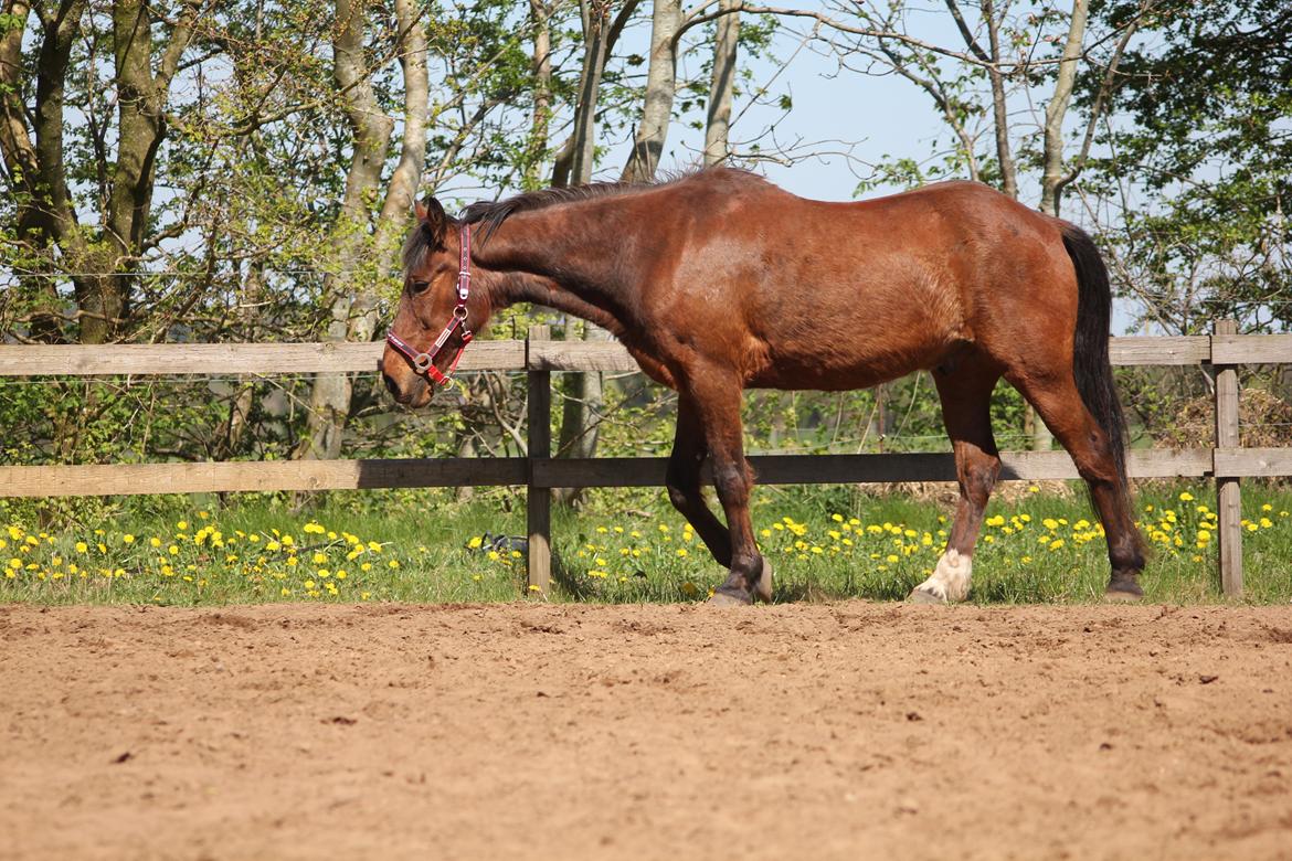 Traver Mark ~ Hypselotte ~ billede 22