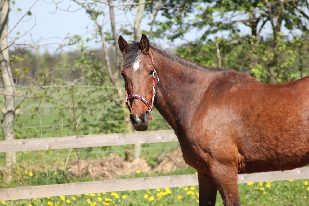 Traver Mark ~ Hypselotte ~ billede 24