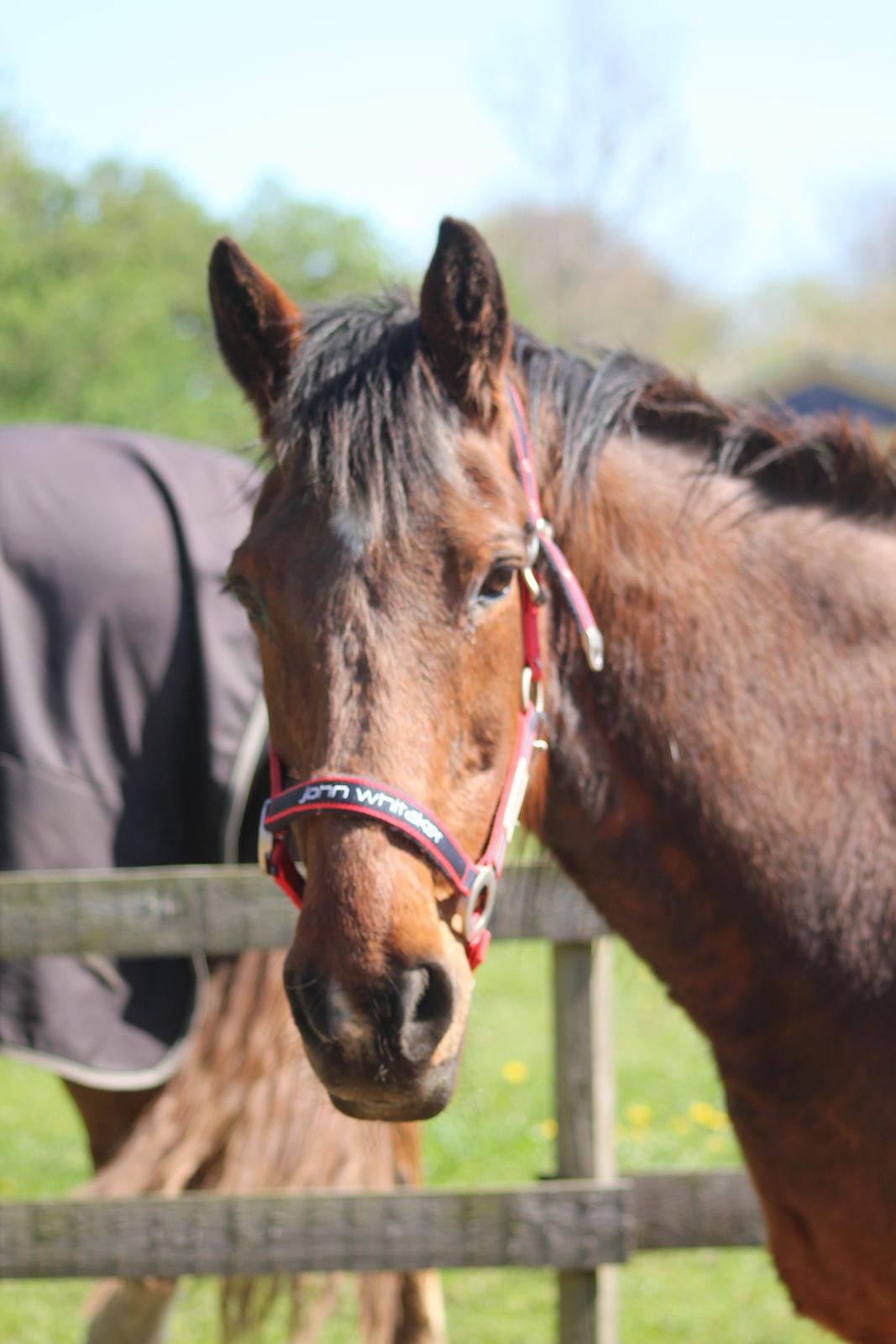 Traver Mark ~ Hypselotte ~ - Dejligste ansigt. <3 billede 25