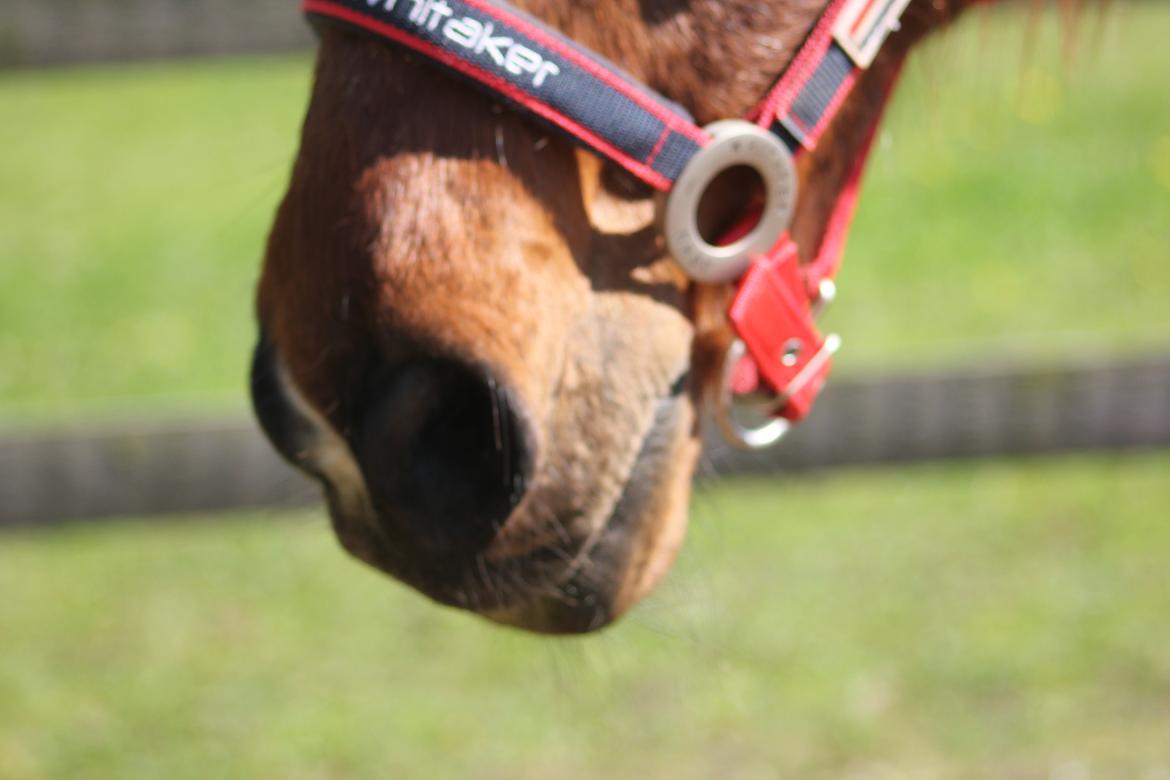 Traver Mark ~ Hypselotte ~ - Dejligste mule <3 billede 26