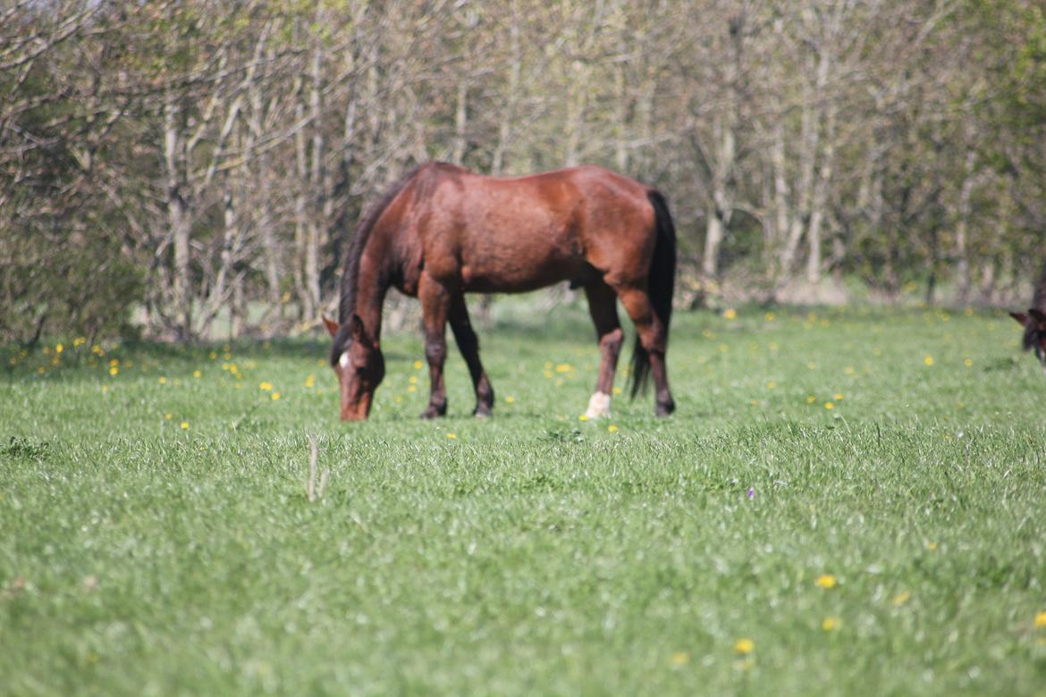 Traver Mark ~ Hypselotte ~ - Hygger på folden  billede 27