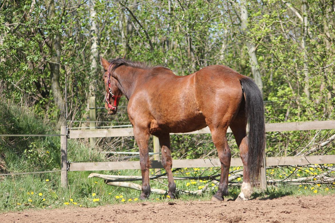 Traver Mark ~ Hypselotte ~ billede 23