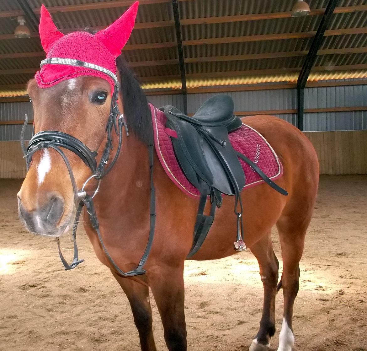 Anden særlig race Sussi en pony der betyder alt - Klar til en ride tur lige inden mit fald billede 4