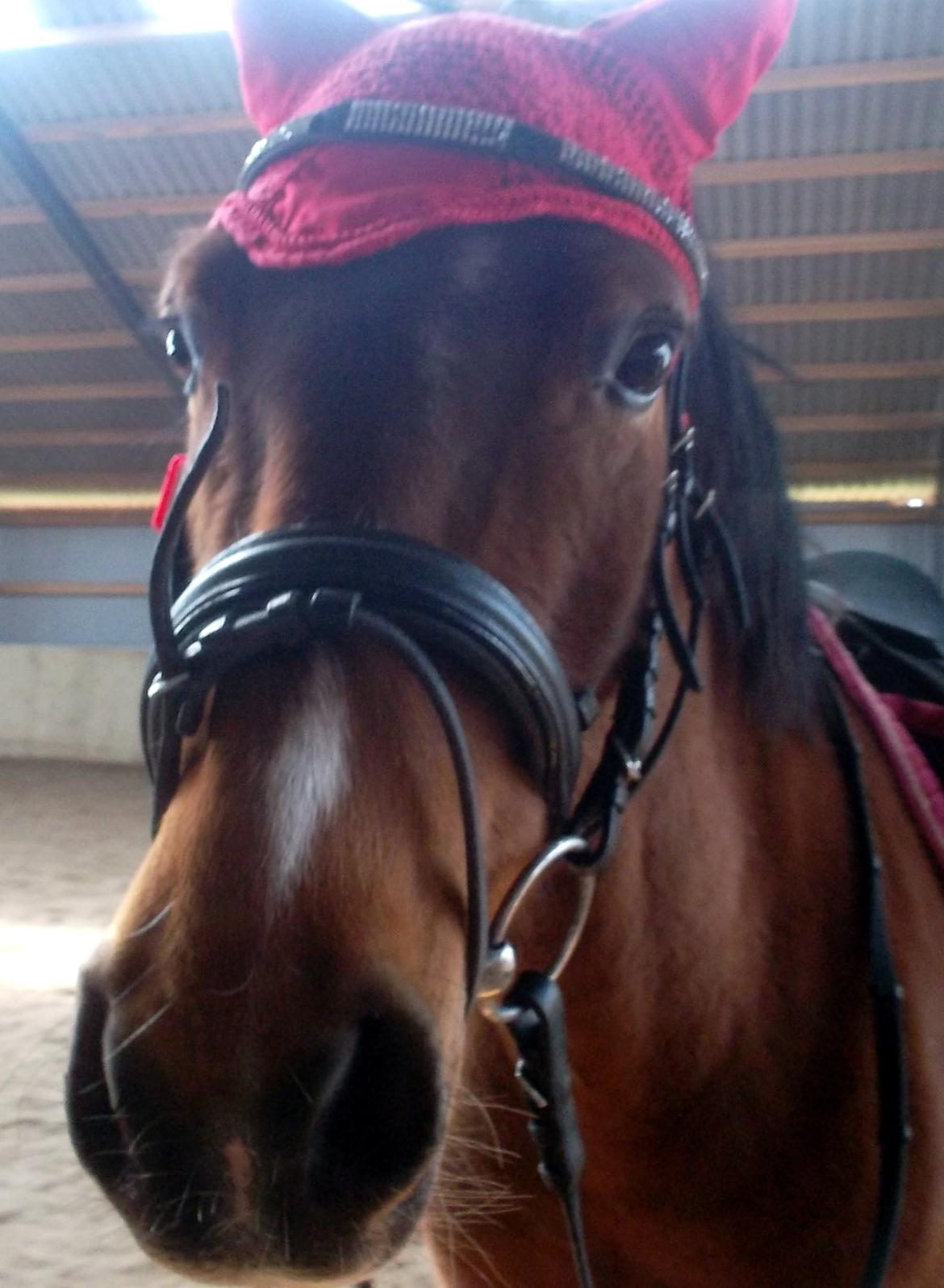 Anden særlig race Sussi en pony der betyder alt - Efter mit fald  billede 5