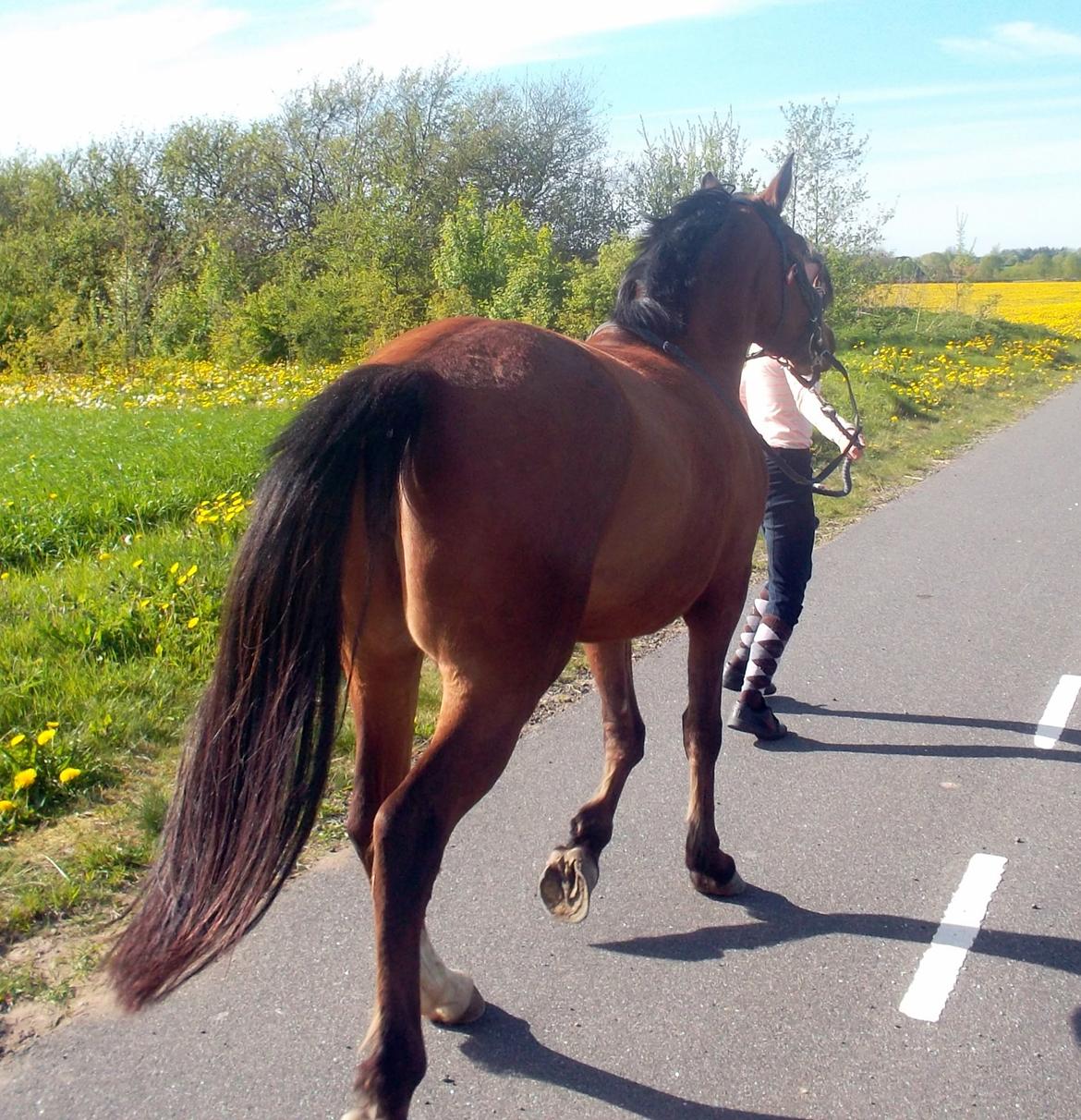 Anden særlig race Sussi en pony der betyder alt - Tak fordi i kiggede med billede 13