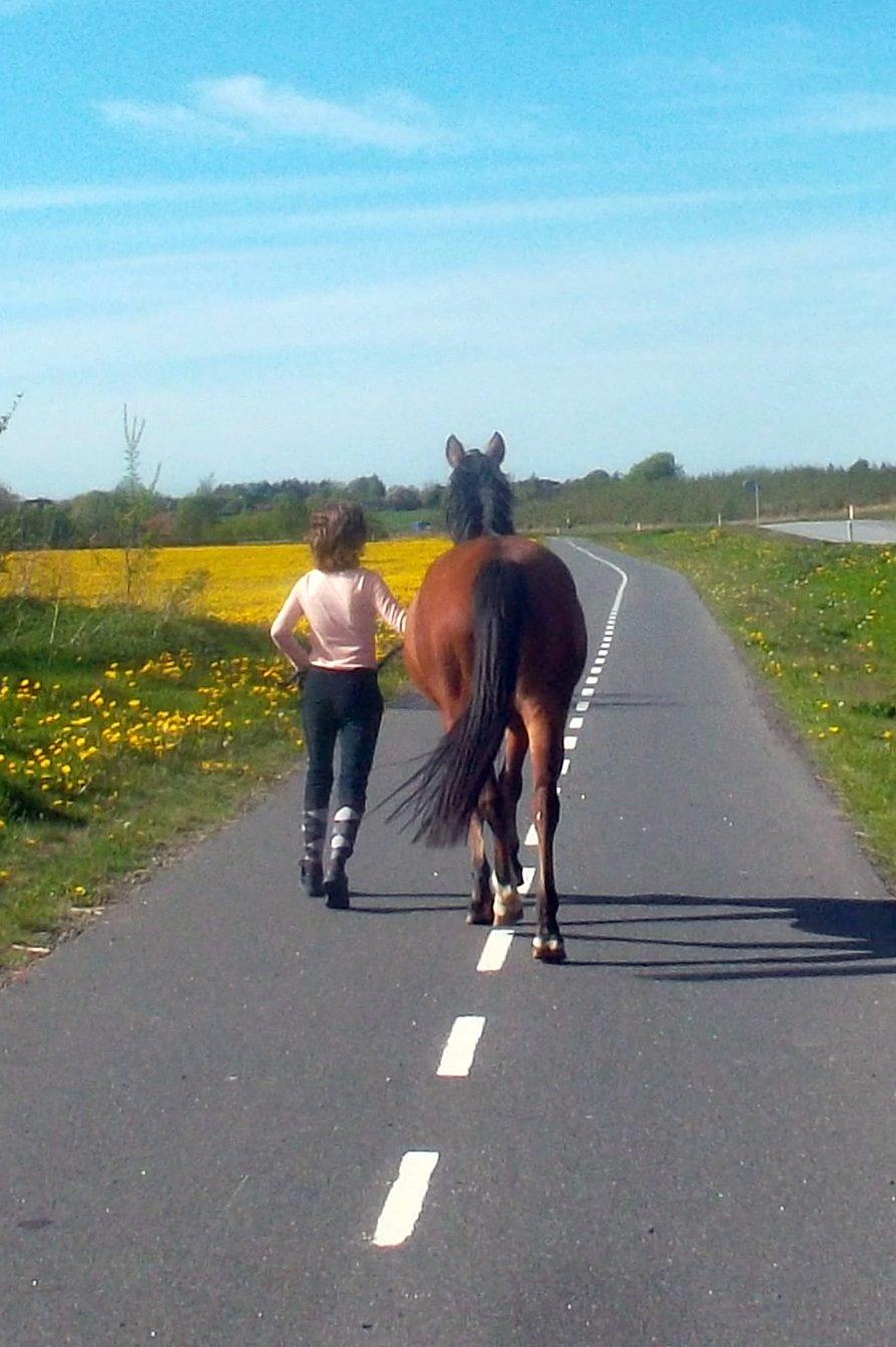 Anden særlig race Sussi en pony der betyder alt - Tak fordi i kiggede med  billede 14