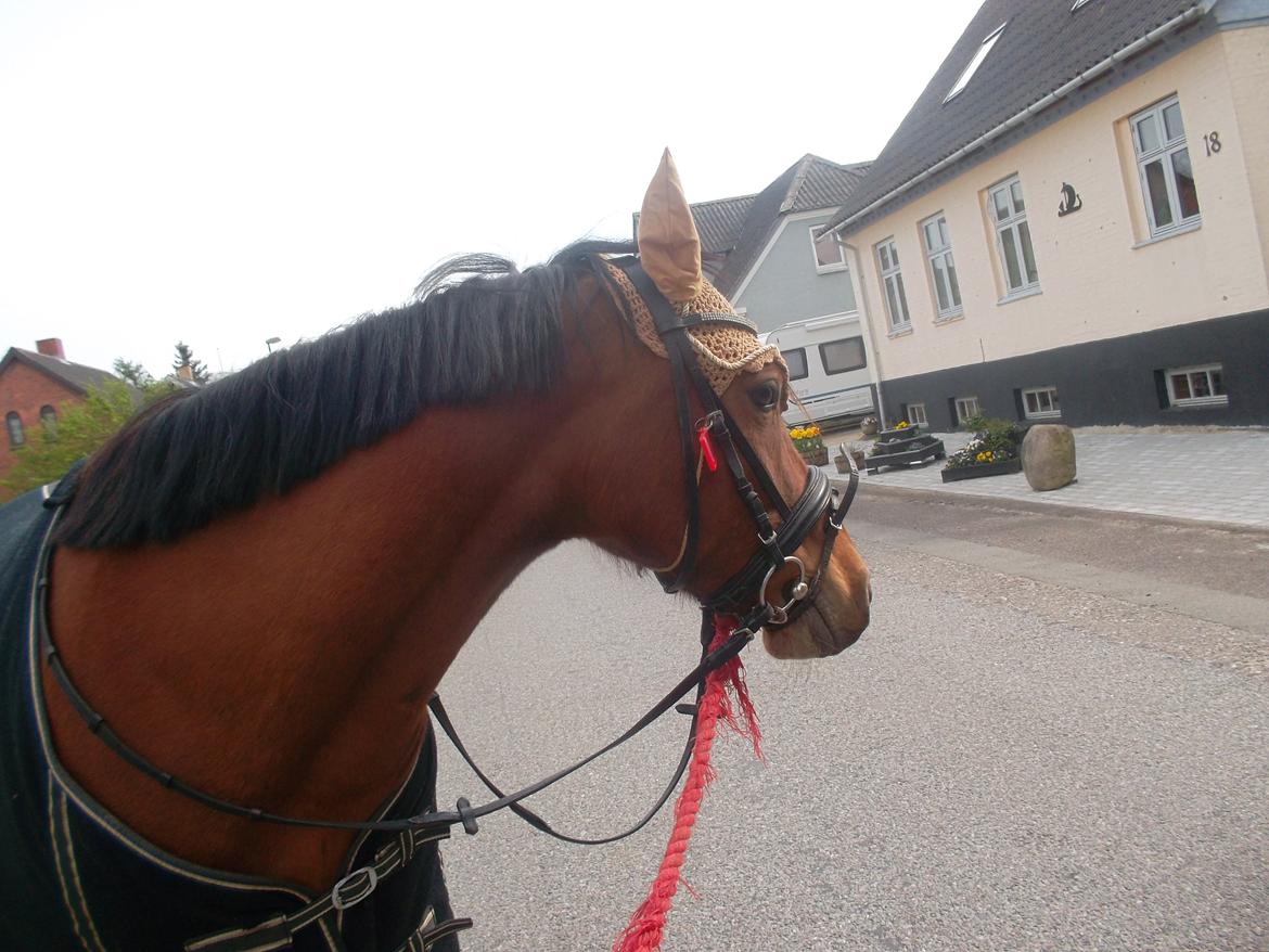 Anden særlig race Sussi en pony der betyder alt - Lige inden hun blev bange for en mand der kom gående  billede 10