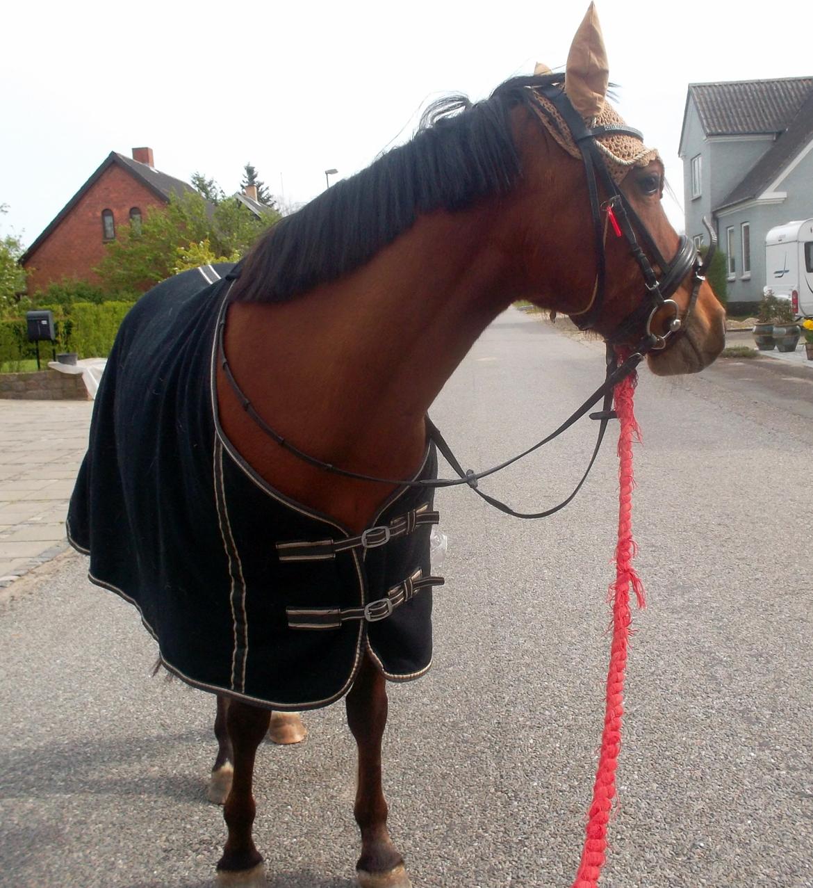 Anden særlig race Sussi en pony der betyder alt - Velkommen til mig og min dejlige part byd os ind billede 1