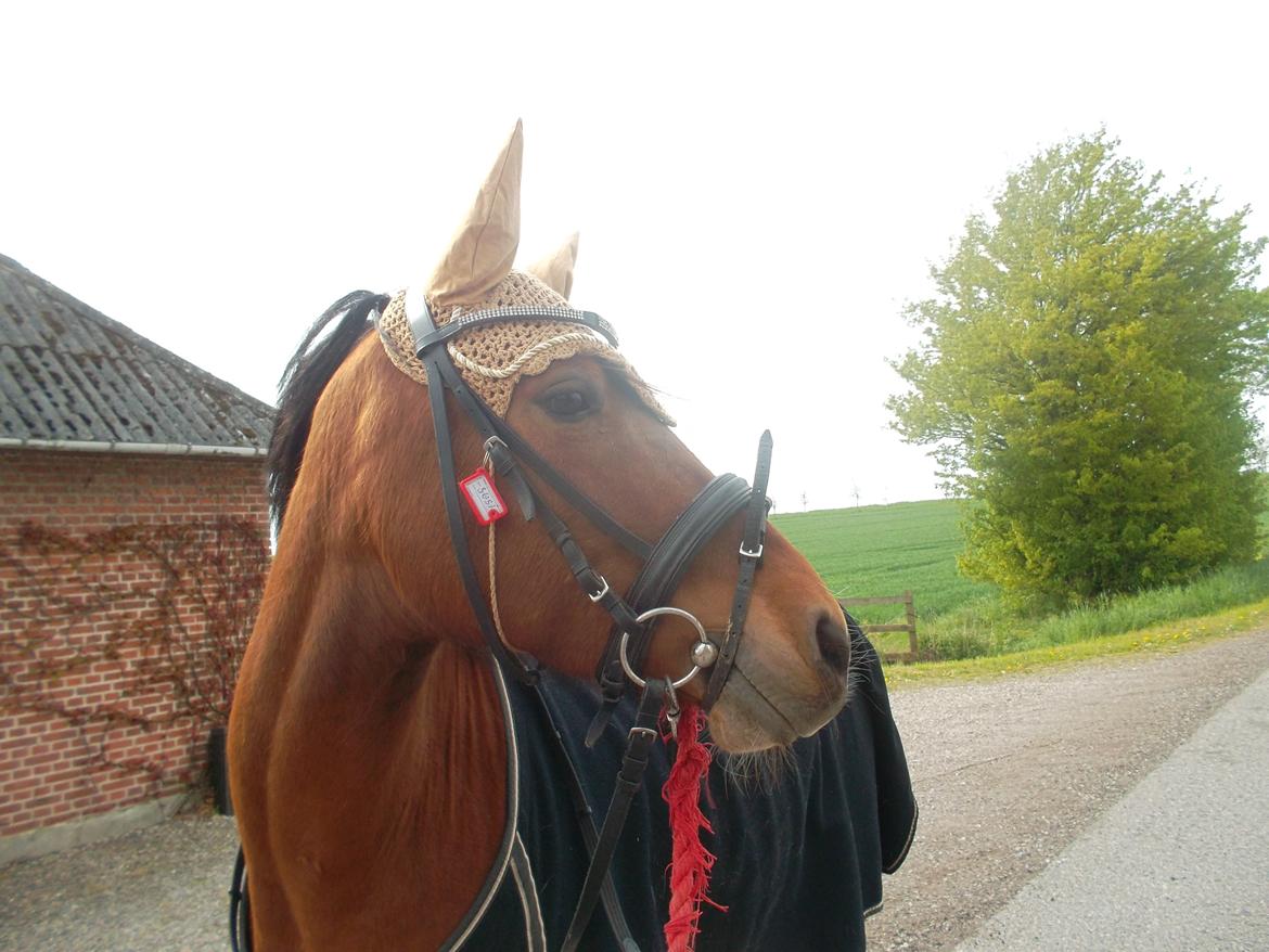 Anden særlig race Sussi en pony der betyder alt - Søde pony  billede 11