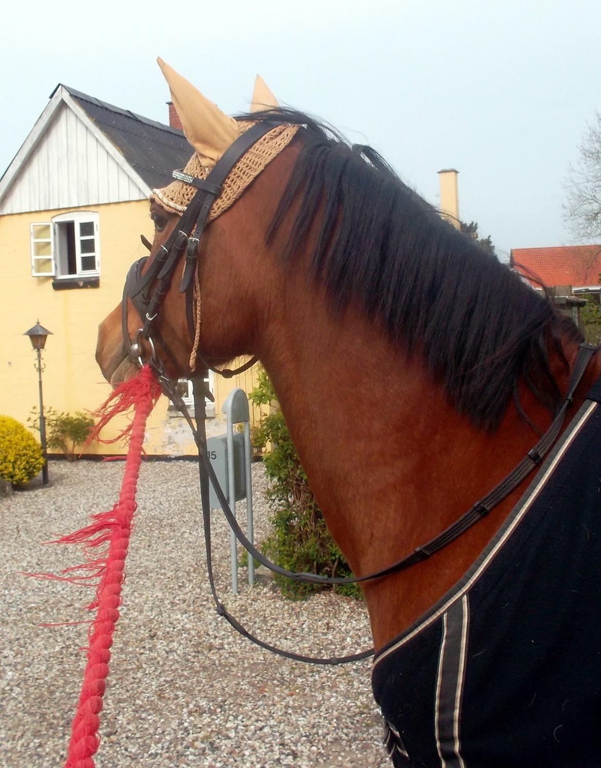 Anden særlig race Sussi en pony der betyder alt - Elsker dig  billede 12