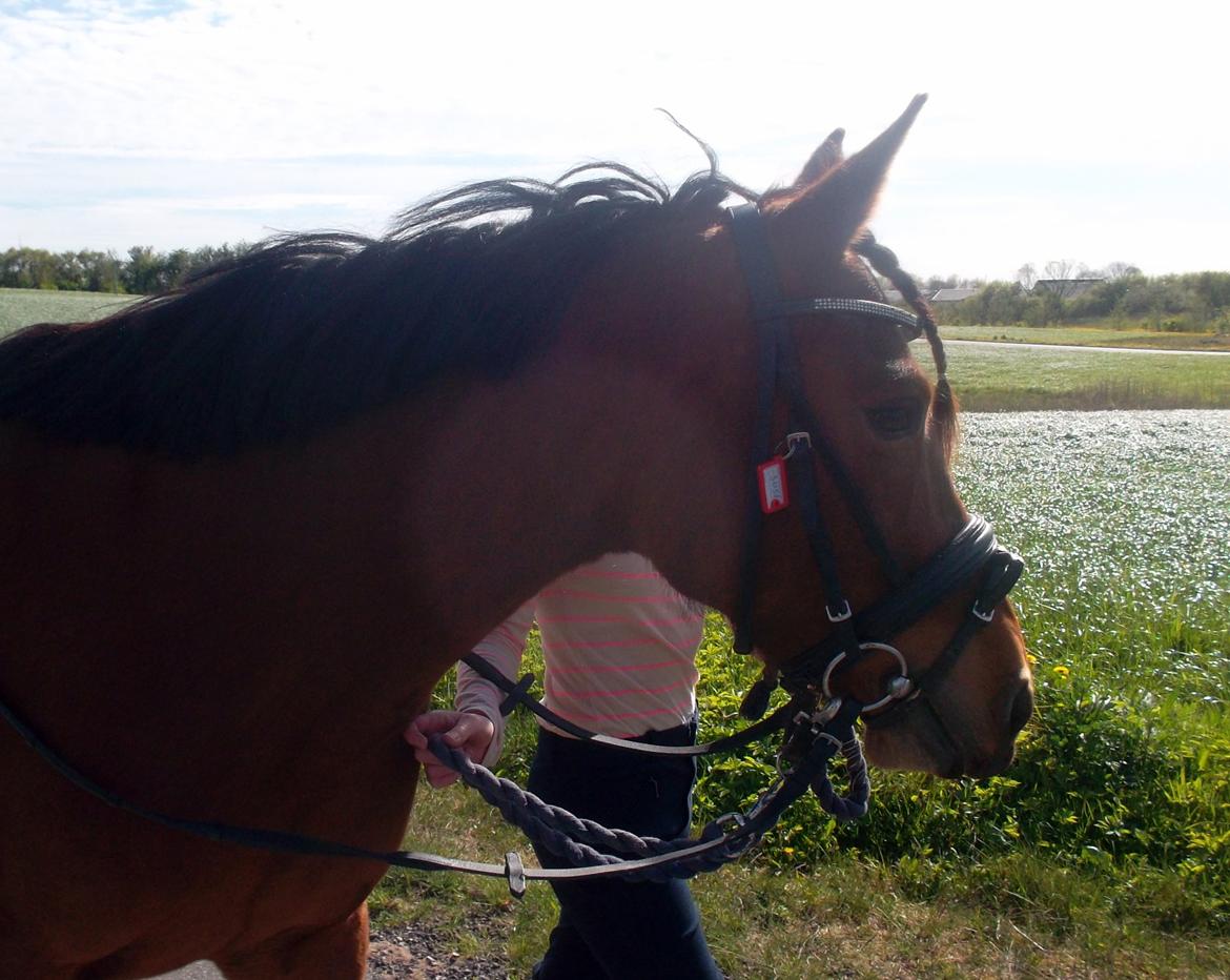 Anden særlig race Sussi en pony der betyder alt - En pony der har fyldt mit hjerte  billede 2