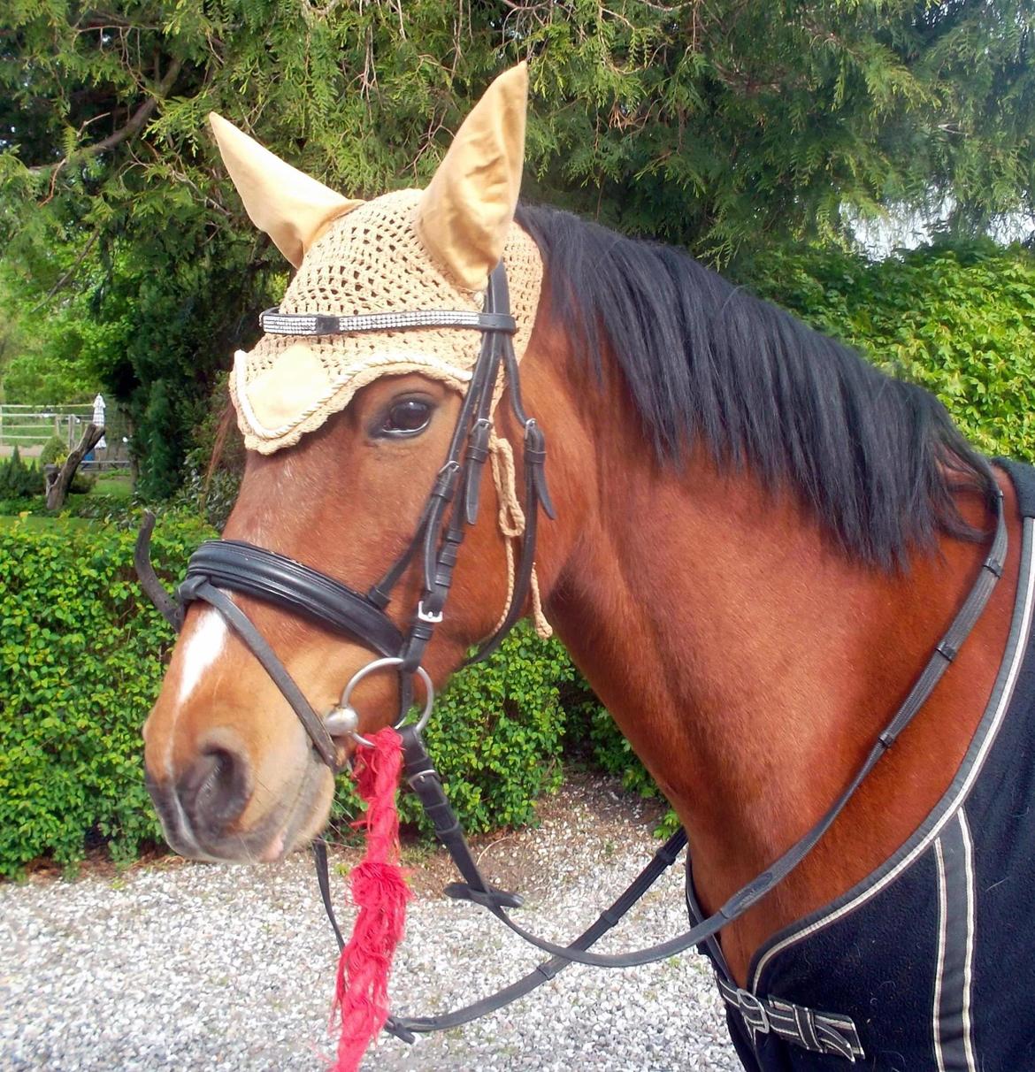 Anden særlig race Sussi en pony der betyder alt - Min dejlige part Sussi billede 3