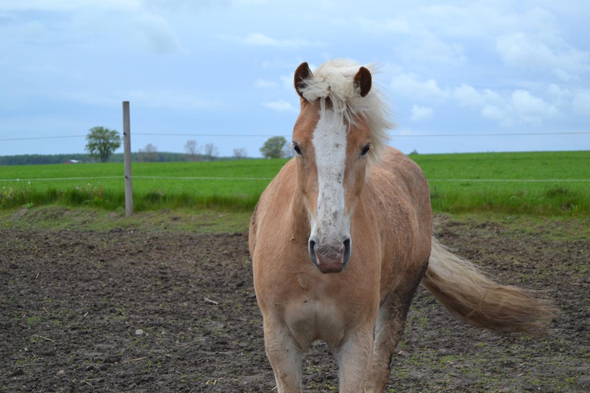 Haflinger Pegas Solgt billede 3