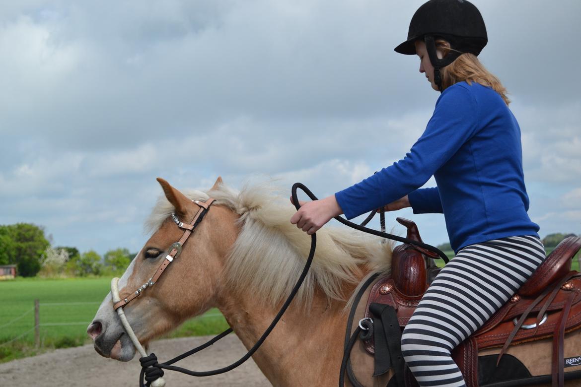 Haflinger Pegas Solgt billede 8