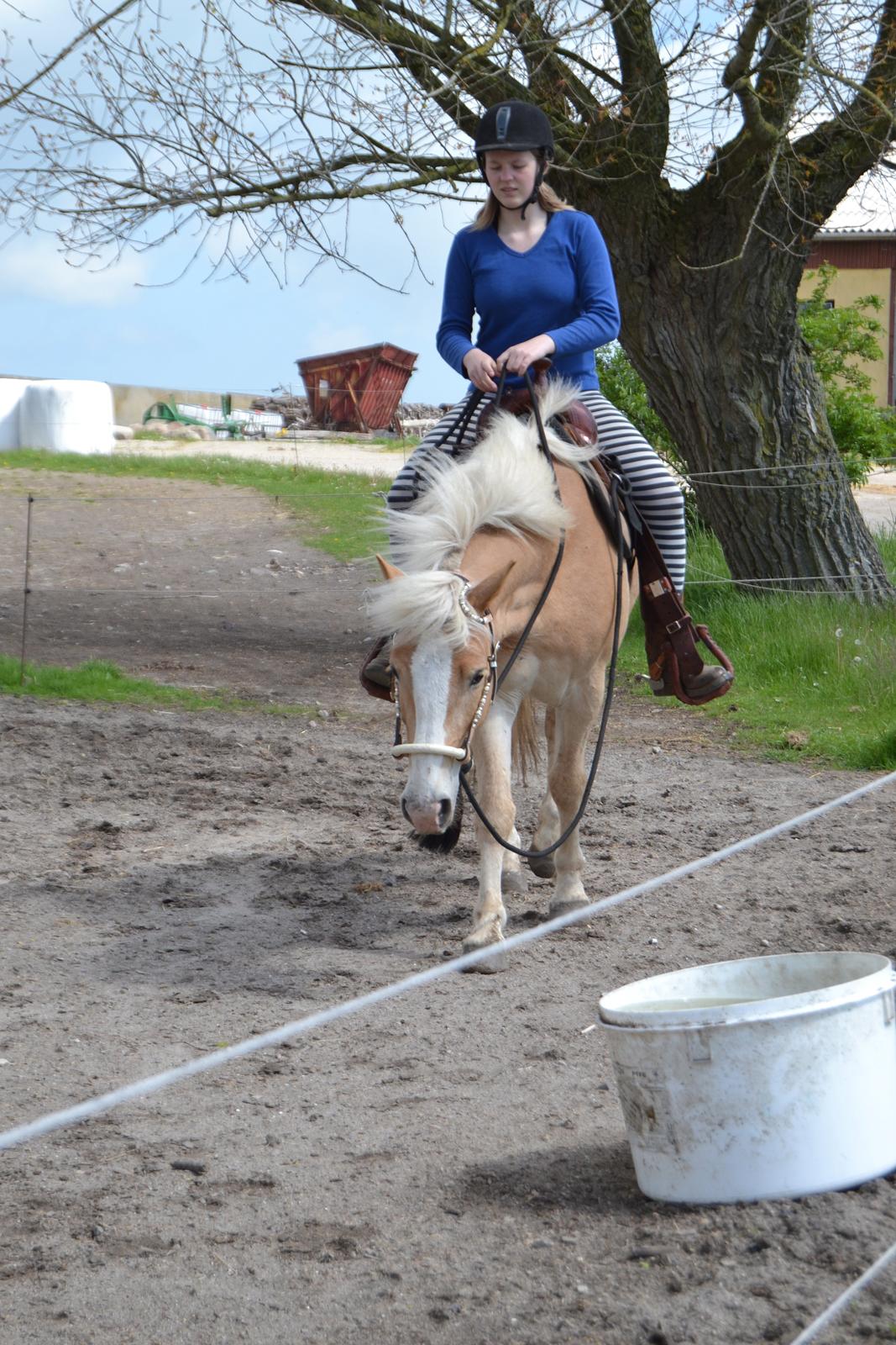 Haflinger Pegas Solgt billede 9