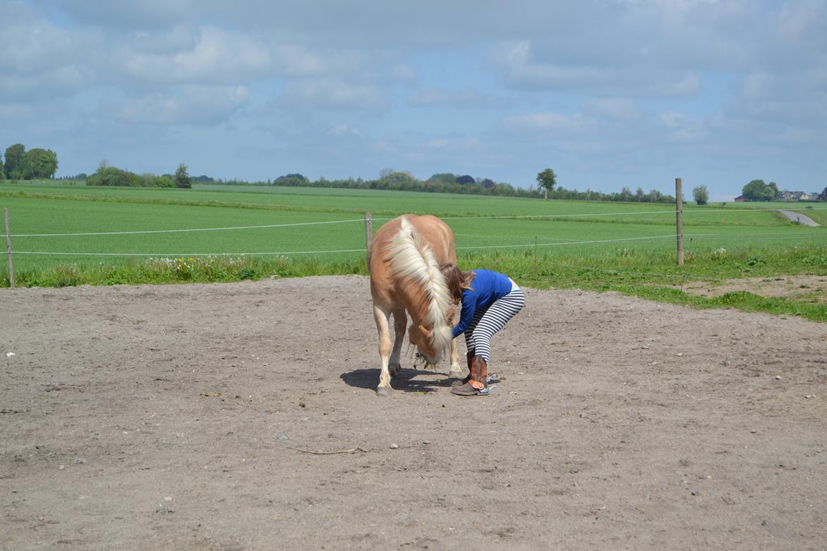 Haflinger Pegas Solgt - Neje :D billede 11