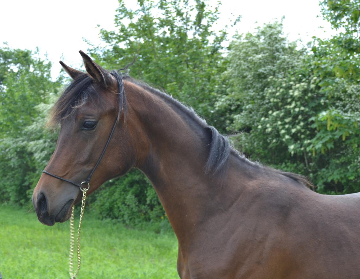 Arabisk fuldblod (OX) Casillas Cosh billede 30