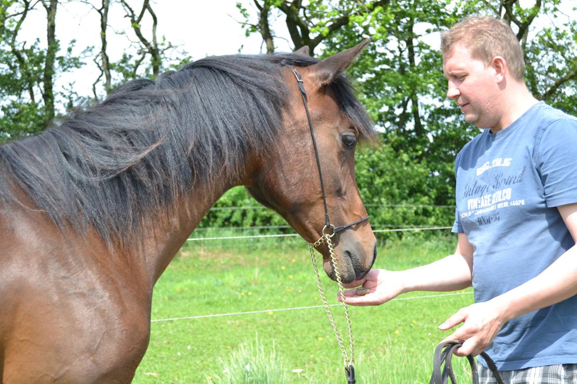 Arabisk fuldblod (OX) Casillas Cosh billede 31