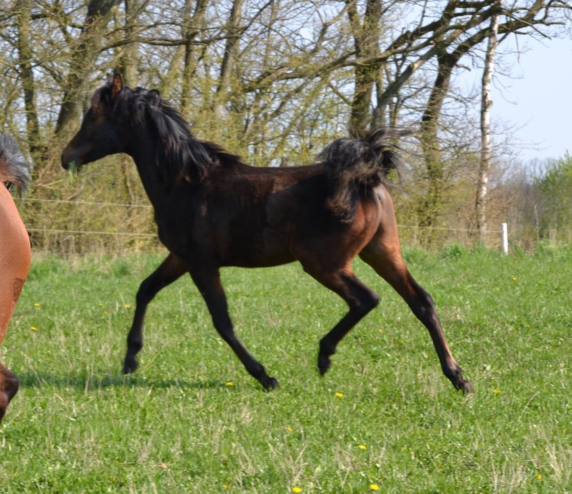 Arabisk fuldblod (OX) Casillas Cosh billede 36