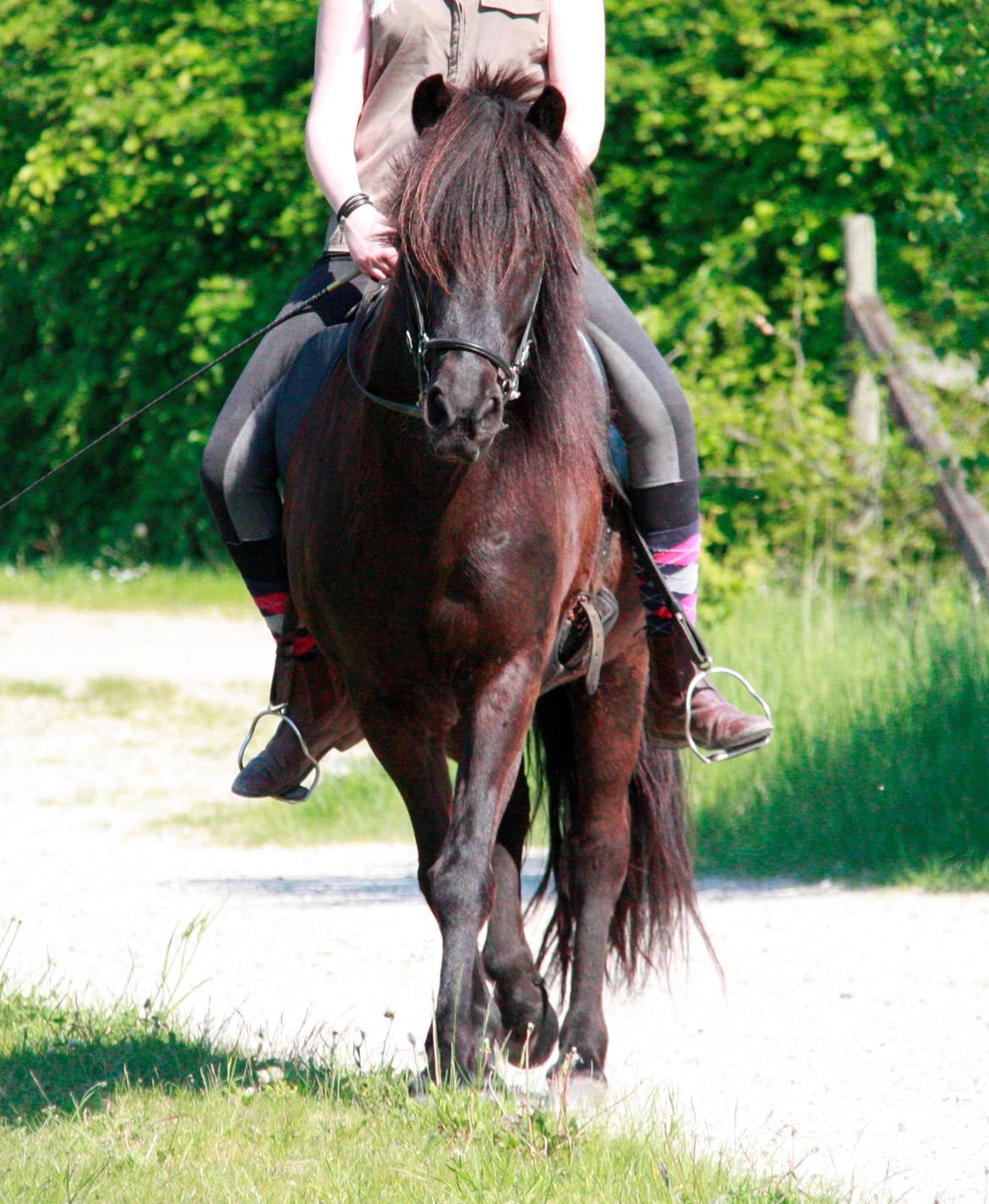 Islænder Pertla billede 3