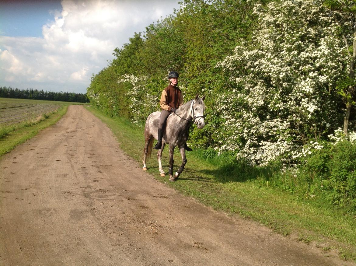 Anden særlig race Seruphus' Diddl billede 16