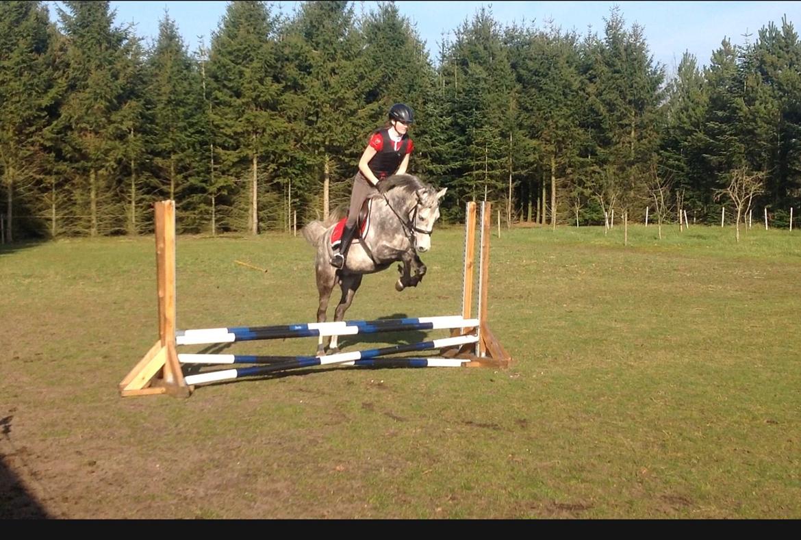 Anden særlig race Seruphus' Diddl billede 18