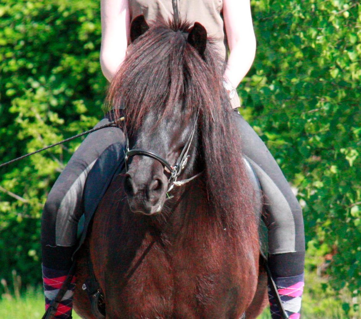 Islænder Pertla billede 19