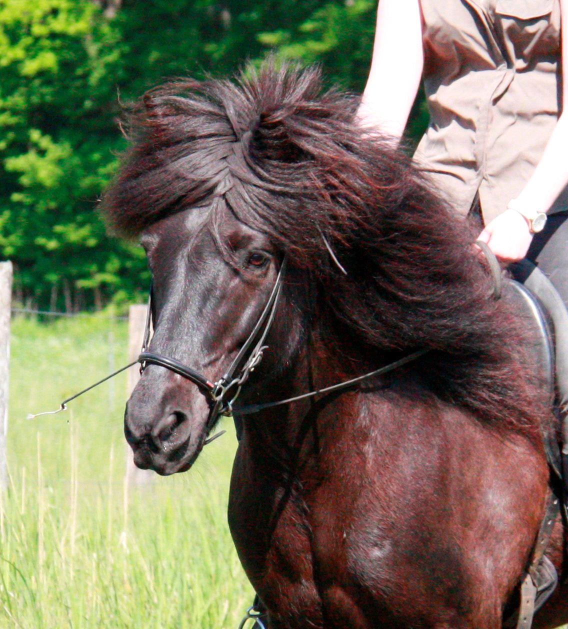 Islænder Pertla billede 7