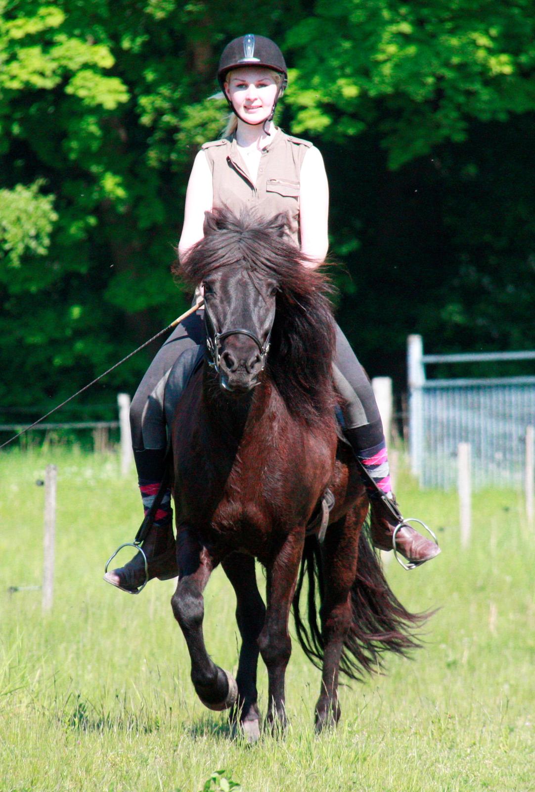 Islænder Pertla billede 11