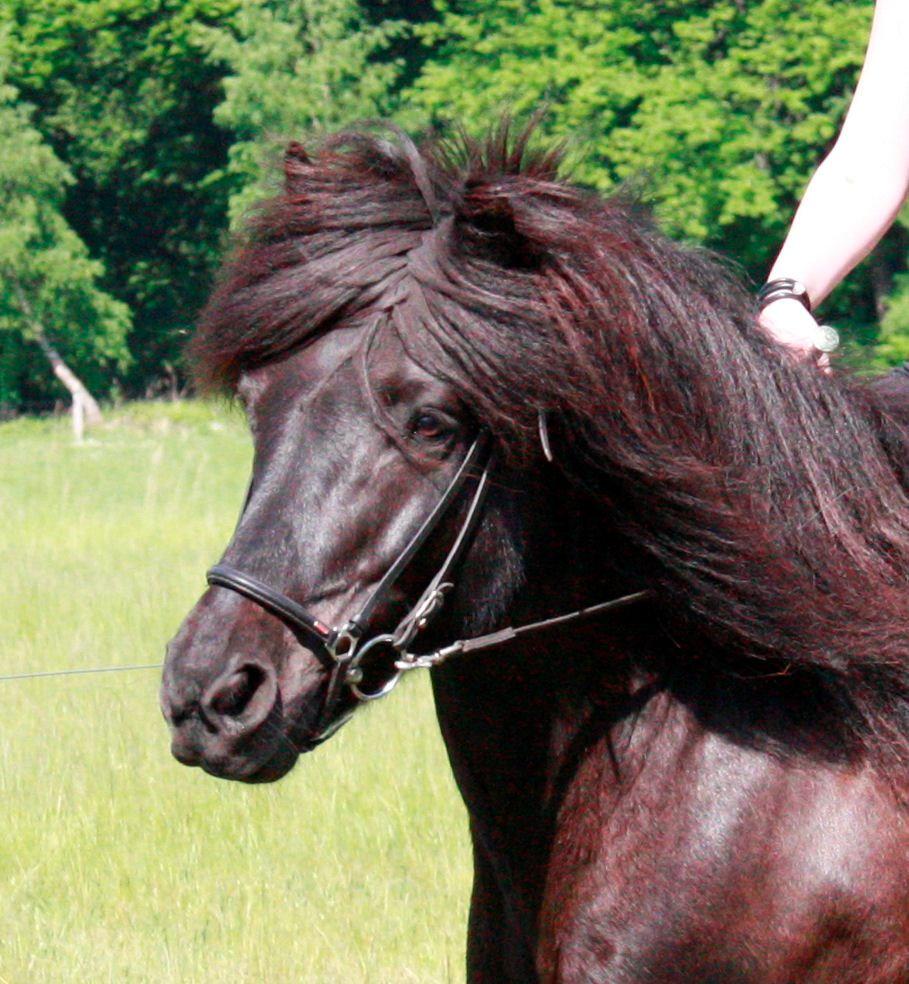 Islænder Pertla billede 10