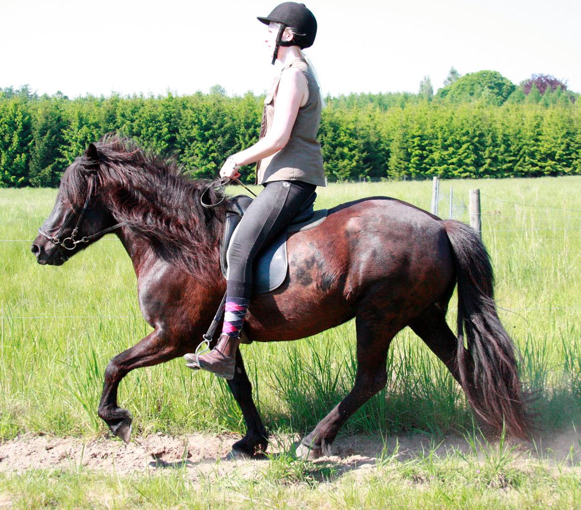 Islænder Pertla billede 20