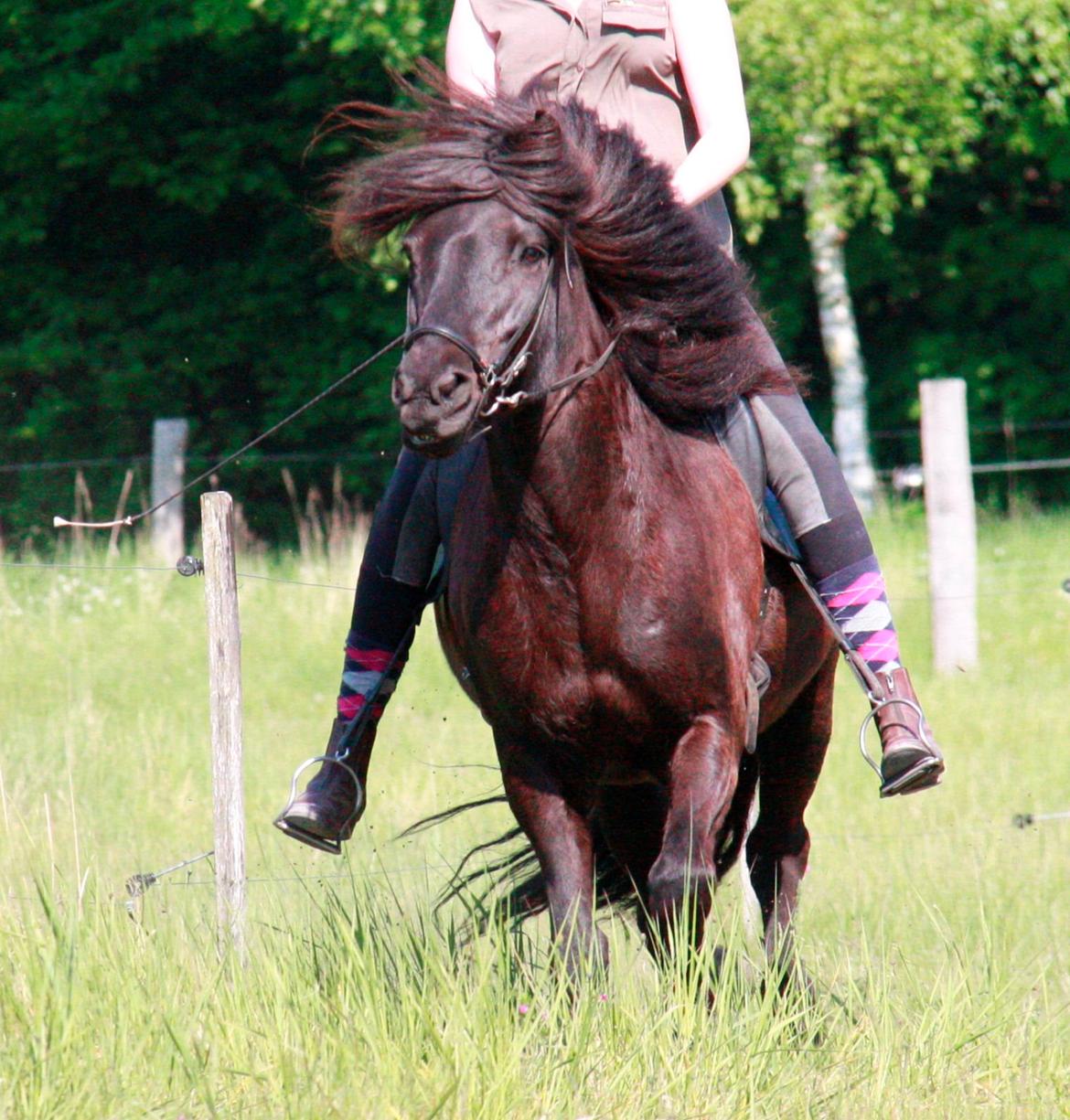 Islænder Pertla billede 8