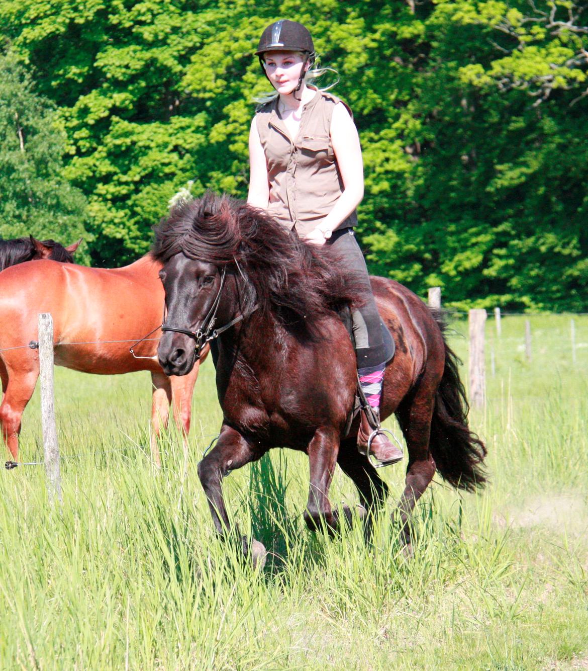 Islænder Pertla billede 17
