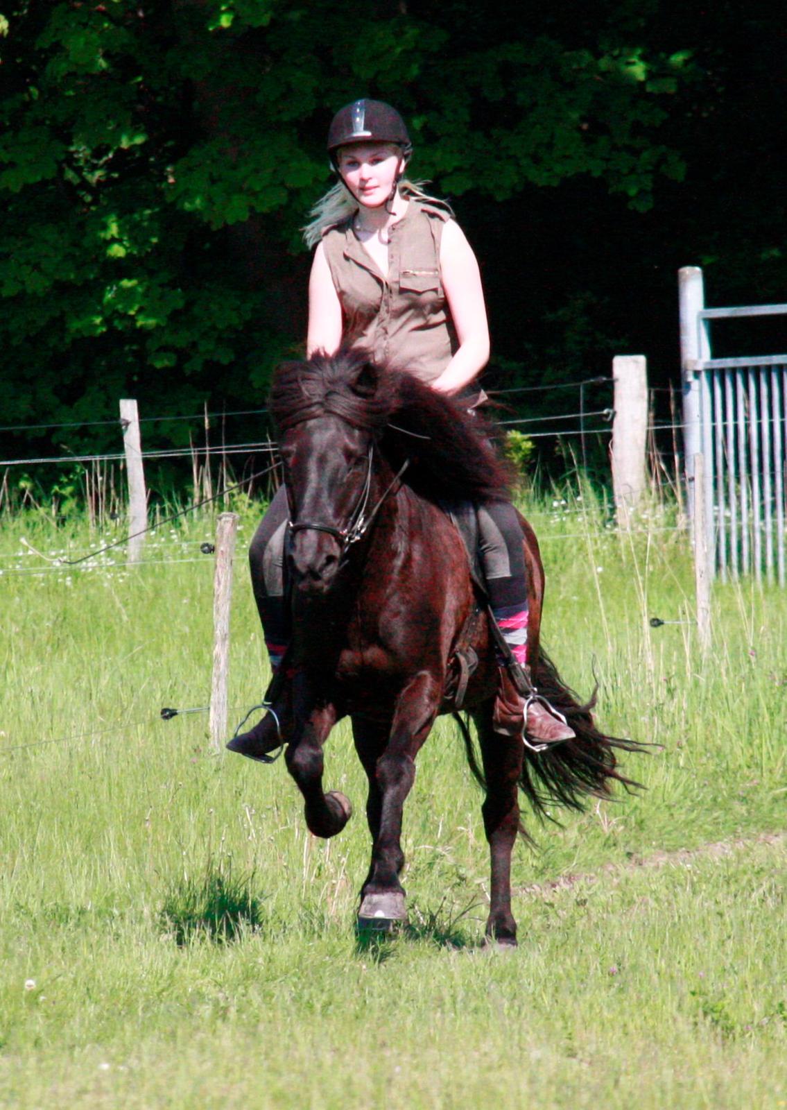 Islænder Pertla billede 5