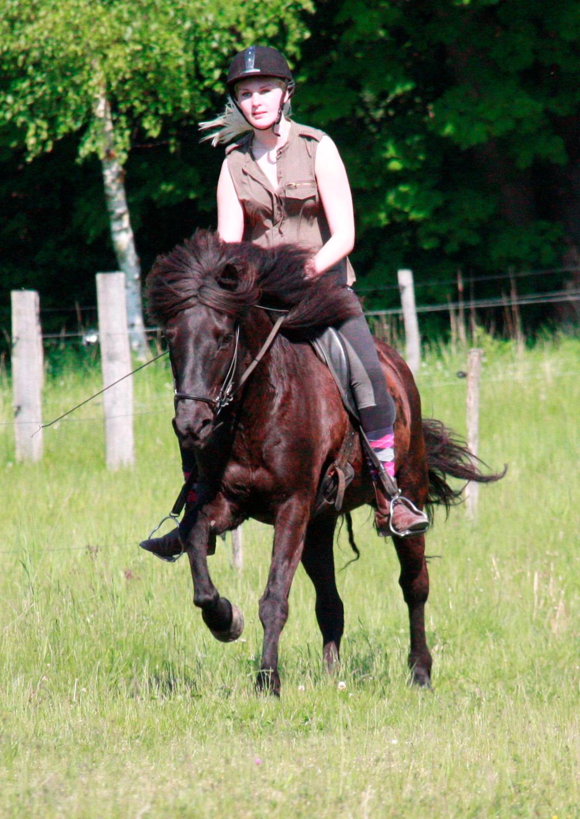 Islænder Pertla billede 13