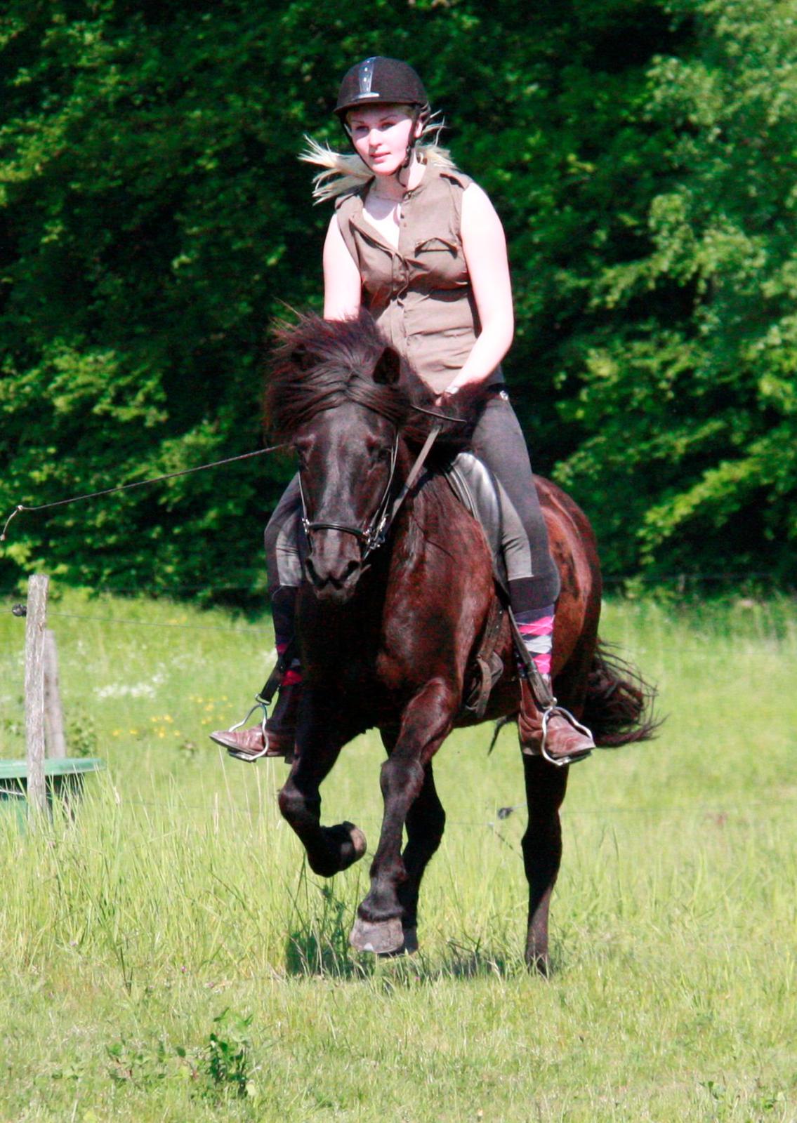 Islænder Pertla billede 18