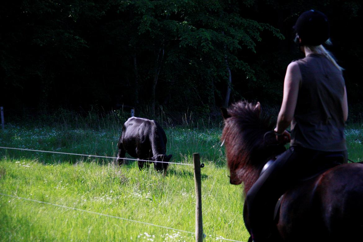 Islænder Pertla billede 6