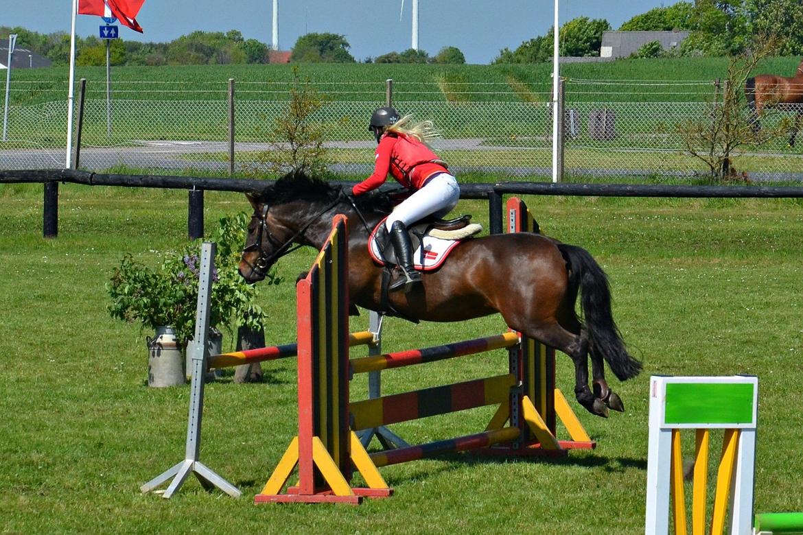 Hollandsk Sportspony JOLANDA SOLGT <3 - Første stævne 2014<3 Mb billede 5