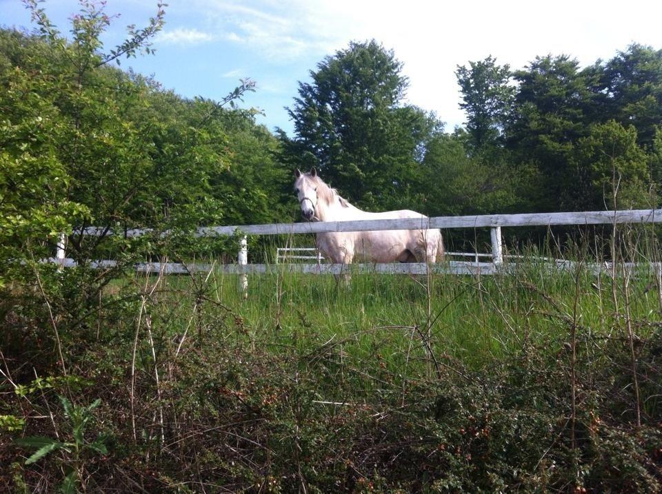 New Forest Rødtjørns Geronimo. billede 1